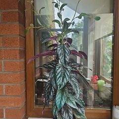 lovely artifical plant