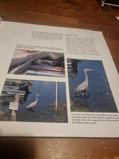 An Essential Guide to Bird Photography (Paperback)