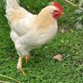 Faverolles x Leghorn Rooster Image 3
