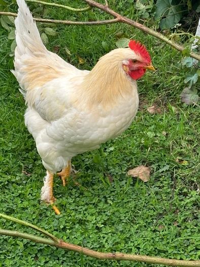Faverolles x Leghorn Rooster