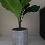 Plant Decor Image 4
