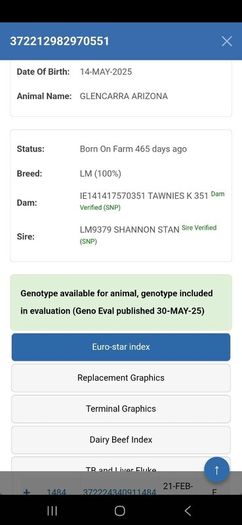 Pedigree Registered Limousin Heifers