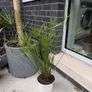 Cyperus alternifolius Image 4