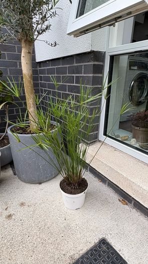 Cyperus alternifolius