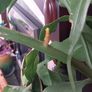 Epiphyllum oxypetalum Queen of the Night Image 3