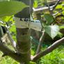 Apple tree Image 7