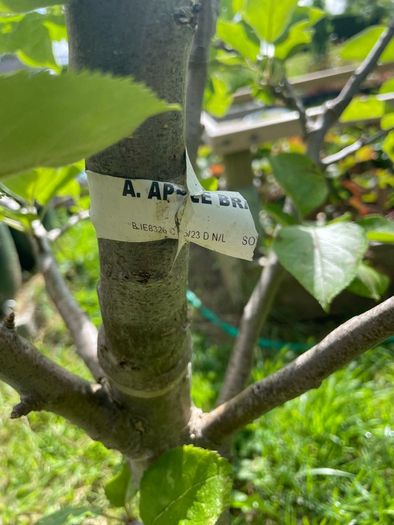 Apple tree