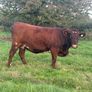 x20 heifers for sale at Ballymahon Mart Image 9