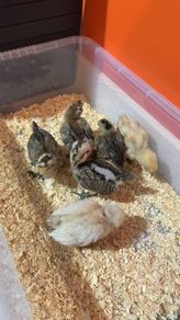 Chicks