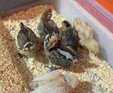 Chicks