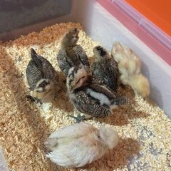 Chicks