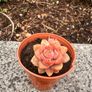 plant Image 2