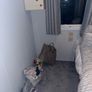 mobile home for sale Kildare Image 8