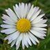 daisy177