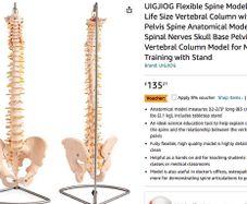 Flexible Spine Model Life Size