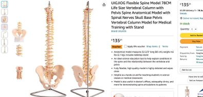 Flexible Spine Model Life Size