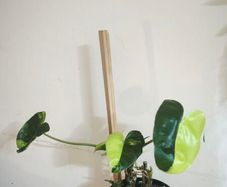 Philodendron Burle Marx Varigated Established Plant Rare