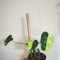 Philodendron Burle Marx Varigated Established Plant Rare