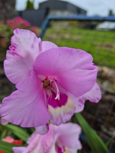 plants for sale