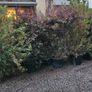 Instant Screen! 7ft bushy plants Image 6