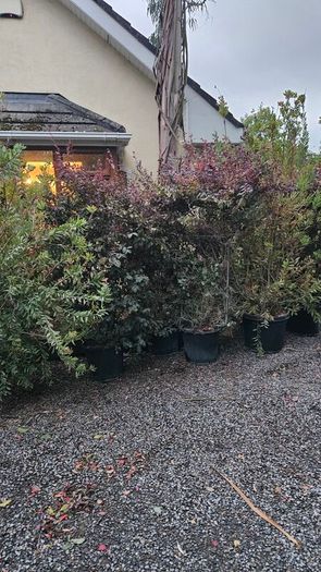 Instant Screen! 7ft bushy plants