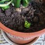House plant bundle + variegated Monstera Image 9