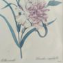 VTG BOMBAY COMPANY Framed Trio Floral Botanical Wall Art Prints Image 7