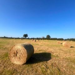 Bales of hay