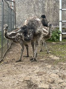 Emu Chicks