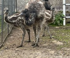 Emu Chicks