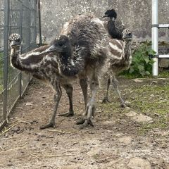 Emu Chicks