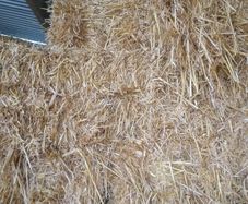 Small square bales barley straw