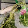 fish tank + axolotl Image 3