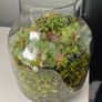 Handcrafted Irish Terrarium Trio | Unique Glass & Succulent Home Decor Image 6