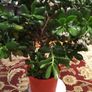 Crassula (Money Tree), 16 years old Image 2