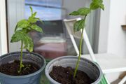 mint plants