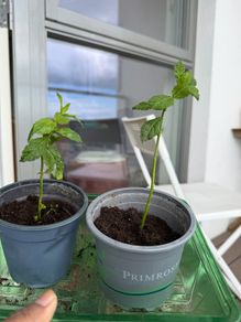 mint plants