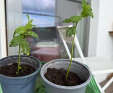 mint plants