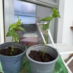 mint plants