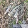 firewood Image 2
