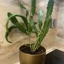 Cactus plant Image 5