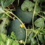 (W) Watermelon Little Darling H seeds (5s) (125555) Image 2