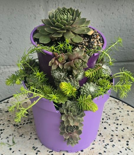 Otdoor plant