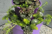 Otdoor plant