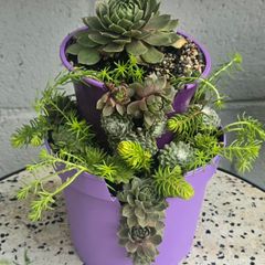 Otdoor plant
