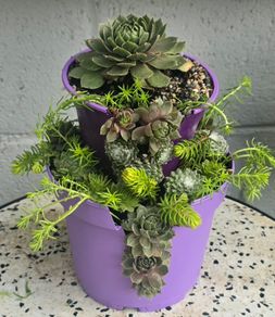 Otdoor plant