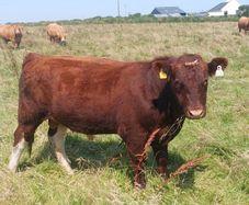 Shorthorn bull