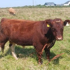 Shorthorn bull