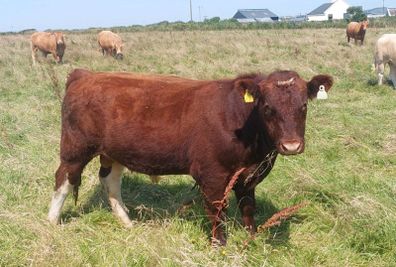 Shorthorn bull