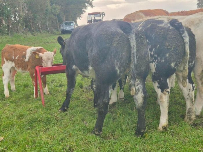 Show grade BBX heifer
